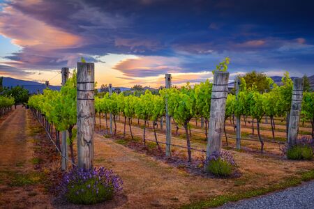 Landscape view of beautiful vintage vineyard during colorful sunset, Otago, New Zealandの写真素材