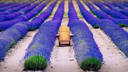 Landscape detail of colorful lavender field with wooden chair, relaxation concept, Otago, New Zealandの写真素材