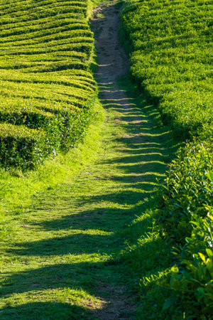 Detail vertical view of tea plantation field and a road, Azoresの写真素材
