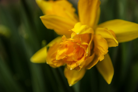 Narcissus closeupの写真素材
