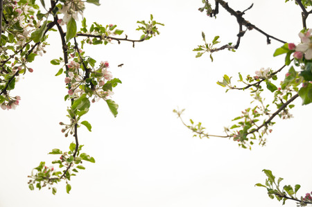 Cherry Flowersの写真素材