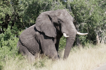African elephant