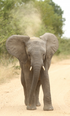 African elephant  Loxodonta Africana の写真素材