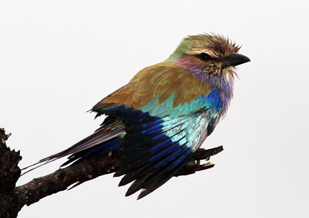 Lilacbreasted Roller   Coracias Caudata   South Africaの写真素材