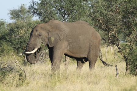 African elephant  Loxodonta Africana 
