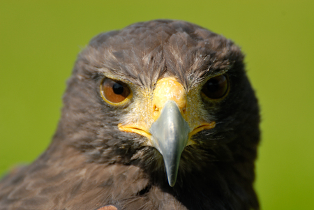 Close-up of the head of a bird of preyの写真素材