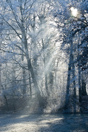 A winter landscape with hoarfrostの写真素材