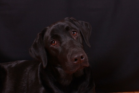 curious black labrador の写真素材