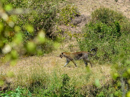 A leopard at Masai Mara, Kenya