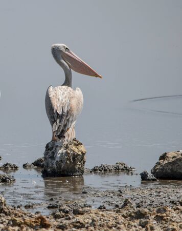 A pelican bird at Lake Magadi, Kenyaの写真素材