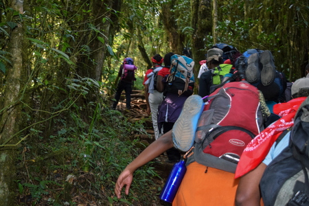 A group of hikers in the rain forest at Mount Kilimanjaro, Tanzaniaのeditorial素材