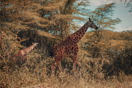 A herd of giraffes at Lake Nakuru, Kenyaの写真素材