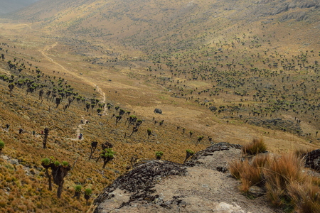 Giant groundsels against a mountain background on the Sirmon Route, Mount Kenyaの写真素材