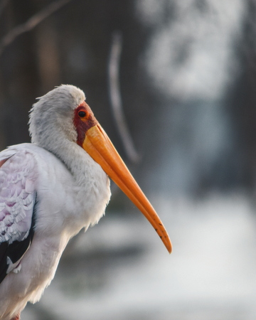 A yellow billed stork at Lake Naivasha, Kenya
