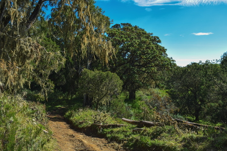 A rainforest agaisnt a blue sky at Chogoria Route, Mount Kenyaの写真素材