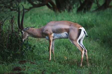 A lone impala antelope grazing at Tsavo, Kenya