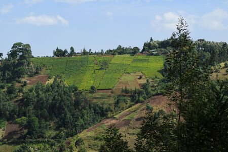 Green tea plantation over mountain slope in rural Kenya