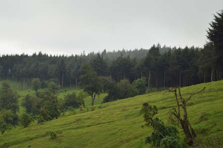 Pine tree forests in the scenic mountain landscapes of Aberdares, Kenya