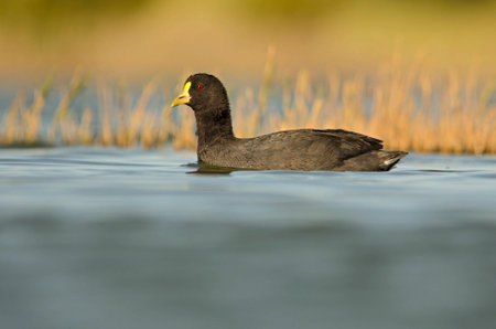 Whitewinged coot swimming in a pondの写真素材