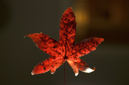 Orange red sweetgum leaf or oak with diffuse background