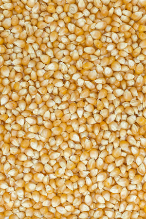 popcorn seeds occupying the entire image frame to be used as background