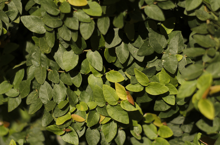 Full background with many green leaves of ivyの写真素材