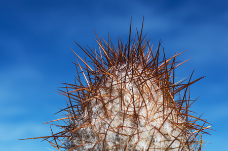 Cardon, typical Atacama desert cactus in Argentina, Chile and Boliviaの写真素材