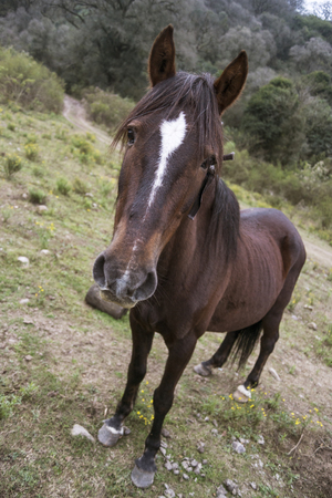 Funny brown horse in the foreground looking at cameraの写真素材