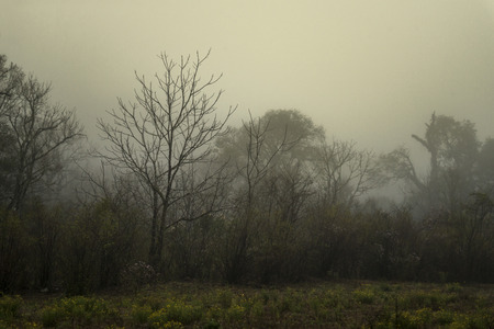 forest in foggy with green ground and sepia skyの写真素材