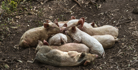 pig pile on top of each other on earthの写真素材