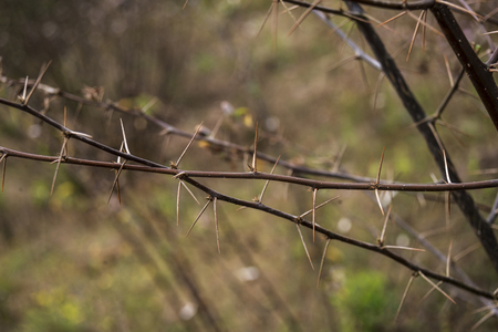thin branches of wild plants covered of aggressive thornsの写真素材