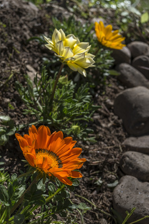 gazanias set of three different colors in a rowの写真素材