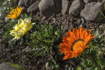 gazanias set of three different colors in a rowの写真素材