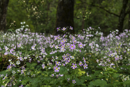Many primulas forming a clump under the trees of the forestの写真素材