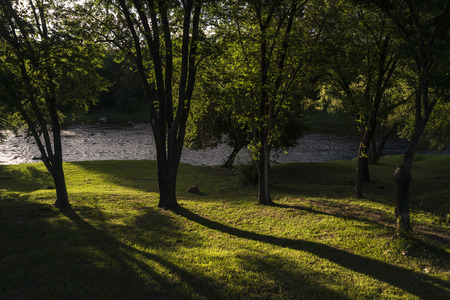 riverfront forest with trees to the light that cast their shadows on the grassの写真素材