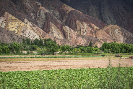 farmer plowing with old horse system in the Quebrada de Humahuaca, Jujuy, Argentinaの写真素材