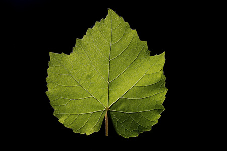 one vine leaf isolated on black backgroundの写真素材