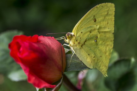 yellow butterfly on an orange rose on the green background of the gardenの写真素材