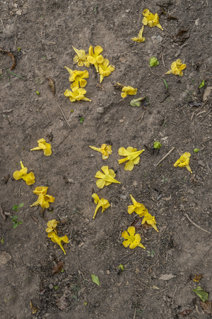 many yellow flowers that fell on the floorの写真素材