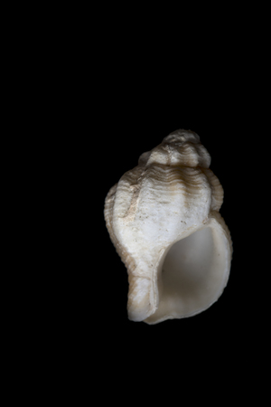 Empty shell of old snail on black background