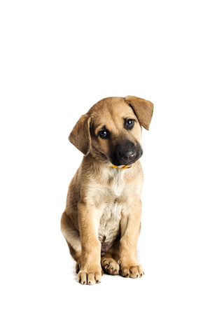 little cute mestizo puppy on white backgroundの写真素材