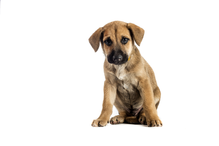 little cute mestizo puppy on white backgroundの写真素材