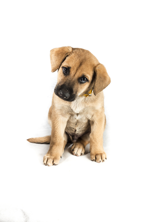 little cute mestizo puppy on white backgroundの写真素材