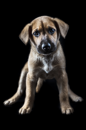 little cute mestizo puppy on black backgroundの写真素材