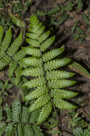 Leaf of wild fern on the forest floorの写真素材