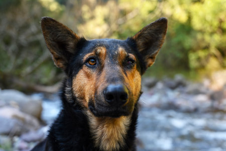 German shepherd or police dog posing. outdoor backgroundの写真素材