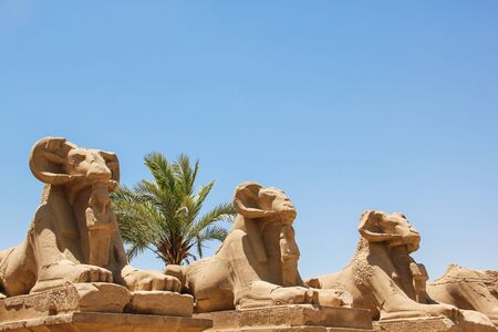 Alley of the Ram Headed Sphinxes, avenue in front of the entrance to the Temple of Karnak in Luxor,...