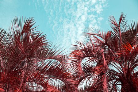 Creative illustration in the style of contemporary art with leaves of tropical vegetation, vegetation from another world, red plants on a bright blue backgroundの写真素材