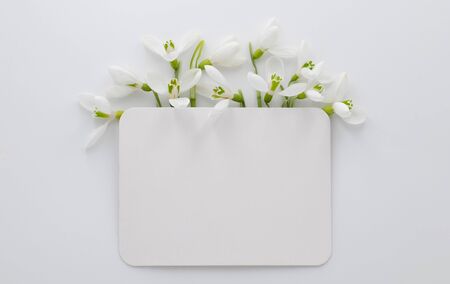 Spring greeting card with snowdrops on a white background