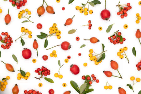 Top view, multicolored autumn and summer composition in yellow, red, orange colors of leaves, berries, flowers and seeds on a white background, pattern for design for thanksgivの写真素材